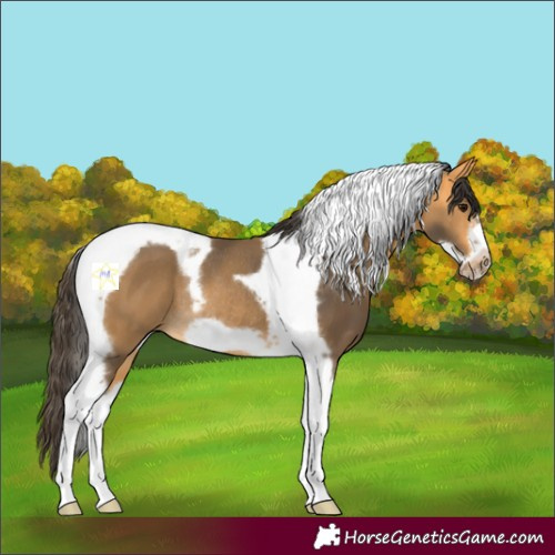 Horse Color:Buckskin Tobiano Frame Rabicano 