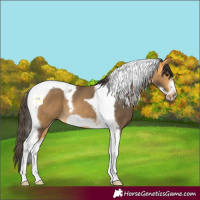 Horse Color:Buckskin Tobiano Frame Rabicano 