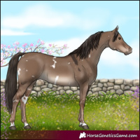Horse Color:White Spotted Liver Red Dun 