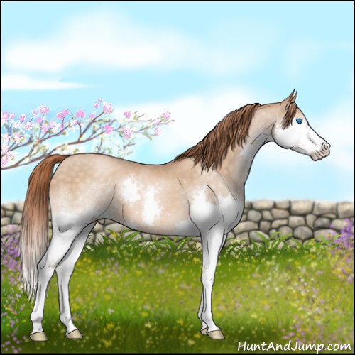 Horse Color:Buckskin Pearl Sabino Splash 