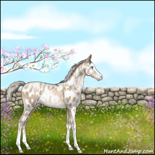 Horse Color:White Spotted Chocolate Palomino Pearl Sabino Splash Appaloosa 