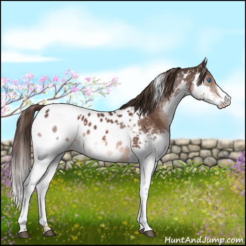 Horse Color:White Spotted Liver Chestnut Sabino Splash Appaloosa 