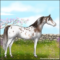 Horse Color:White Spotted Liver Chestnut Sabino Splash Appaloosa 