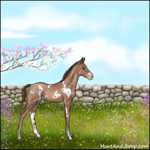 Horse Color:White Spotted Brown Pearl Sabino 