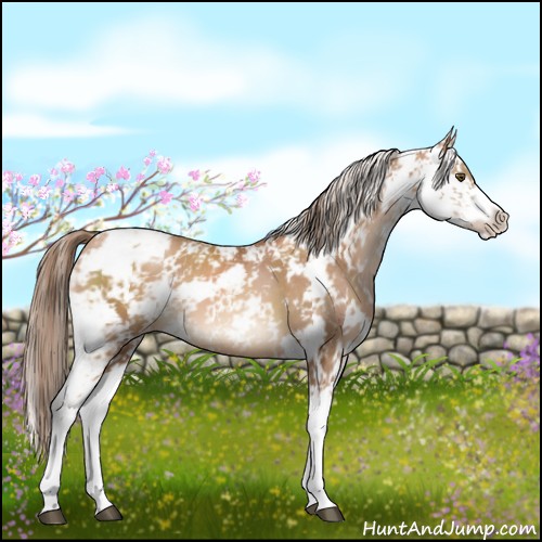 Horse Color:Brown Pearl Sabino Varnish