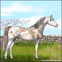 Horse Color:Brown Pearl Sabino Varnish 