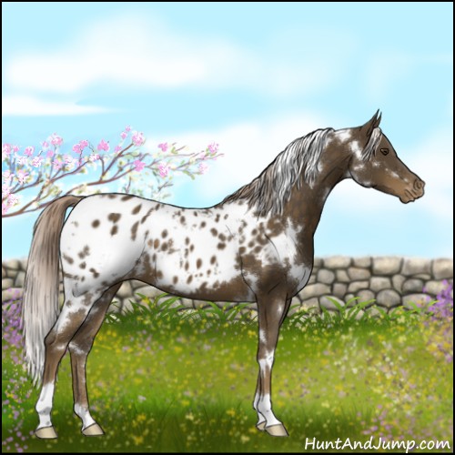Horse Color:White Spotted Chocolate Palomino Appaloosa 
