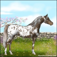 Horse Color:White Spotted Chocolate Palomino Appaloosa 