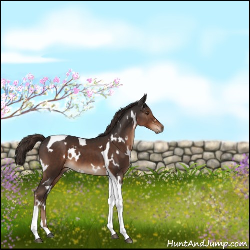 Horse Color:White Spotted Liver Chestnut Tobiano 
