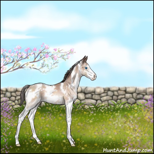 Horse Color:White Spotted Sable Champagne Sabino Splash 