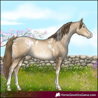 Horse Color:White Spotted Buckskin Pearl Sabino 