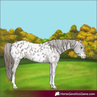 Horse Color:Grullo Sabino Appaloosa 