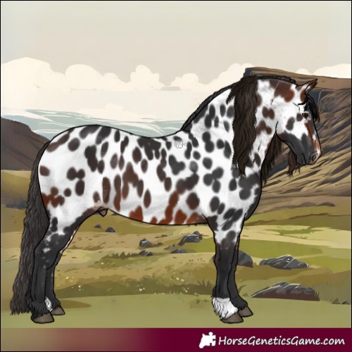 Horse Color:Brown Appaloosa 