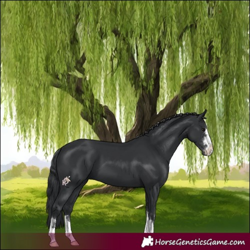 Horse Color:Black 