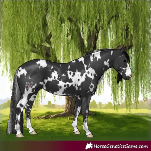 Horse Color:White Spotted Black 