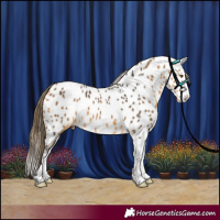 Horse Color:Buckskin Splash Appaloosa