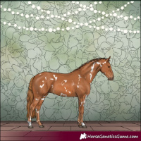 Horse Color:White Spotted Chestnut 