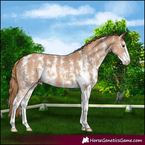 Horse Color:Chestnut Sabino 