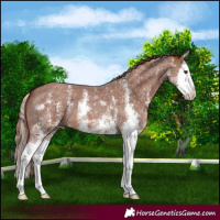 Horse Color:Chestnut Sabino Splash