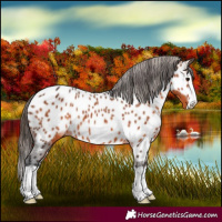 Horse Color:Brown Splash Frame Near Leopard 