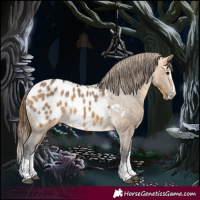 Horse Color:Buckskin Dun Splash Appaloosa
