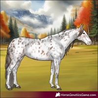 Horse Color:White Spotted Bay Ice Appaloosa Rabicano 