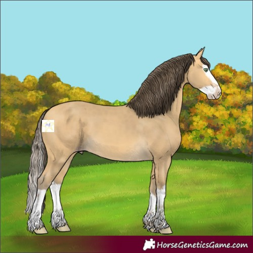 Horse Color:Amber Cream Champagne Splash 
