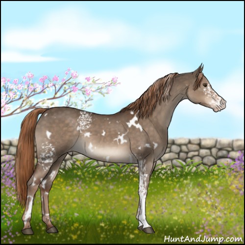 Horse Color:White Spotted Liver Red Dun Appaloosa Rabicano 