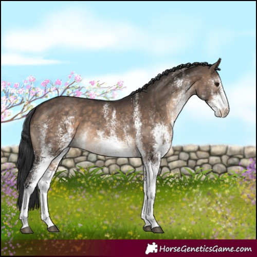 Horse Color:White Spotted Brown Dun 