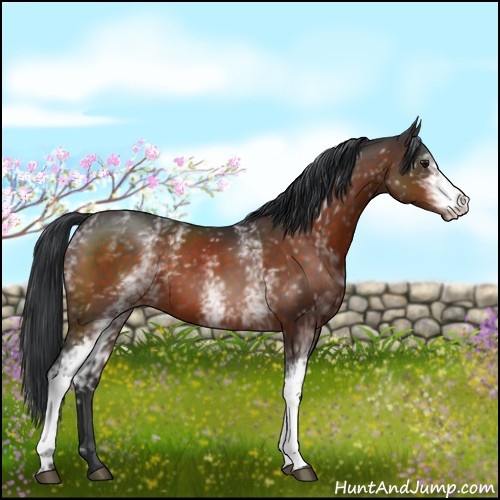 Horse Color:White Spotted Brown 
