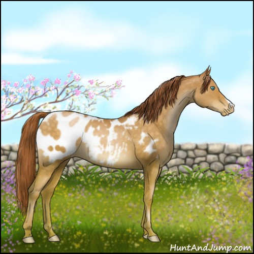 Horse Color:Buckskin Pearl Appaloosa 