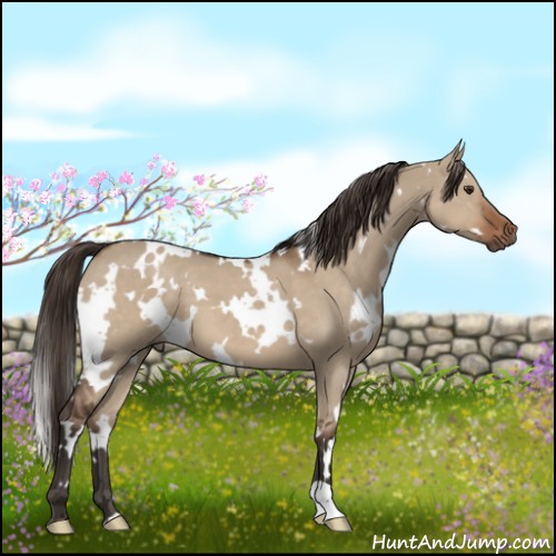 Horse Color:White Spotted Liver Red Dun 
