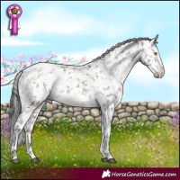 Horse Color:White Spotted Brown Dun Appaloosa 
