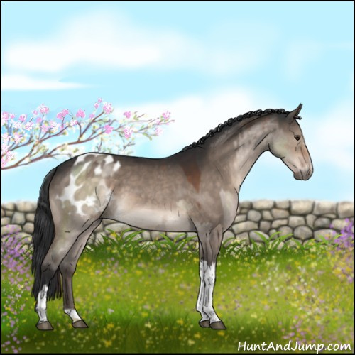 Horse Color:White Spotted Brown Dun Mushroom Blanket Rabicano  and Brown Dun 