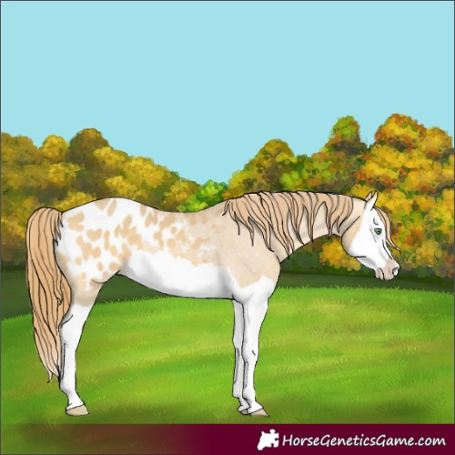 Horse Color:Sable Cream Champagne Dun Splash Appaloosa 