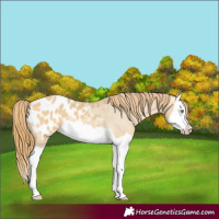 Horse Color:Sable Cream Champagne Dun Splash Appaloosa 
