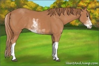 Horse Color:Chestnut Sabino