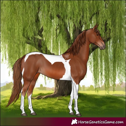 Horse Color:Chestnut Tobiano 