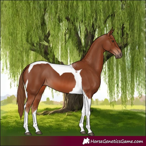 Horse Color:Chestnut Tobiano 
