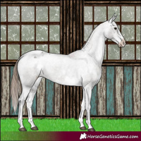 Horse Color:White Spotted Grullo Varnish Rabicano 