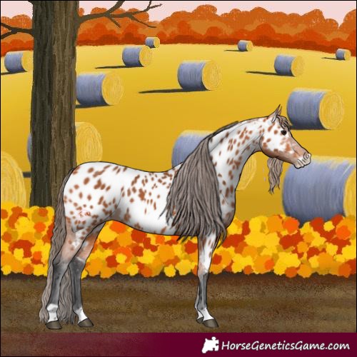 Horse Color:Bay Frame Appaloosa 