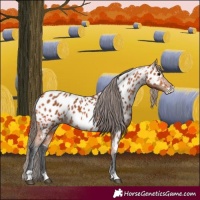 Horse Color:Bay Frame Appaloosa