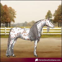 Horse Color:Bay Frame Appaloosa 