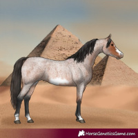 Horse Color:Bay Roan Frame 