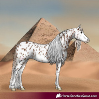 Horse Color:Bay Frame Appaloosa 