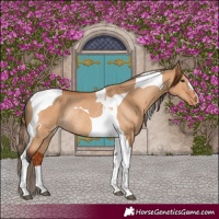 Horse Color:Bay Dun Tobiano Varnish Rabicano 