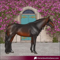 Horse Color:Bay Rabicano 