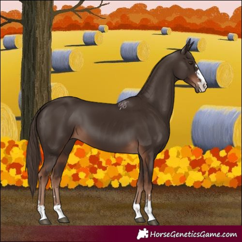 Horse Color:Liver Chestnut 