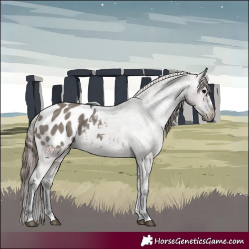 Horse Color:Grullo Blanket Rabicano 