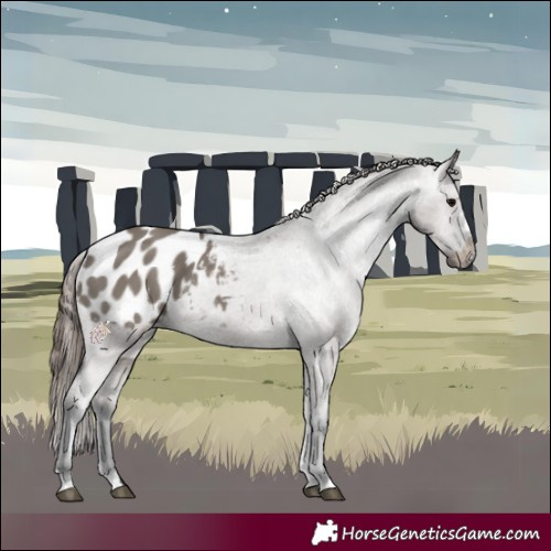 Horse Color:Grullo Appaloosa Rabicano 